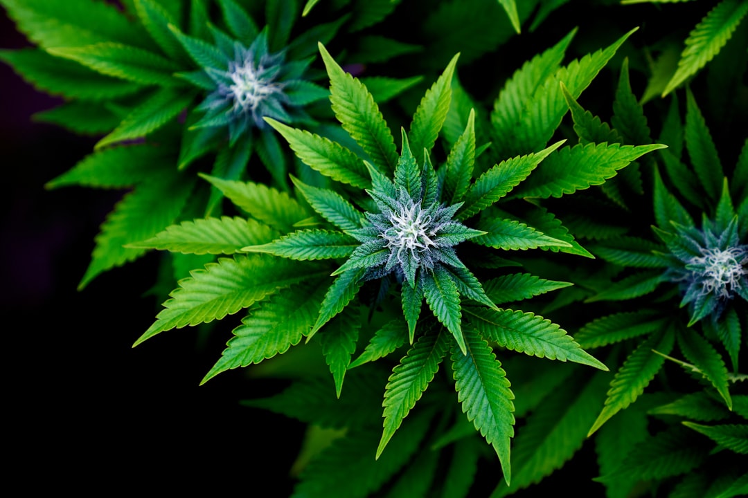 Cheapest Online Dispensary Canada Offering Budget-Friendly Cannabis Choices